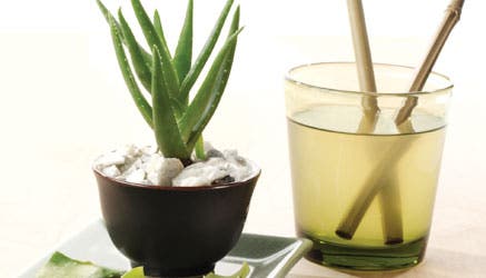 aloe vulgaris Botanical board main image 1