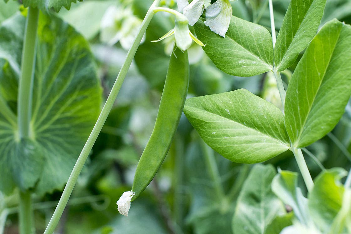 edible-gardening-101-how-to-harvest-pea-shoots None
