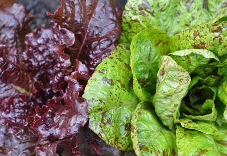 combo lettuce red greens None