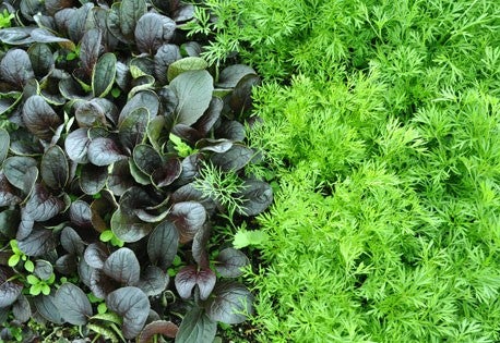 red green bok choy None