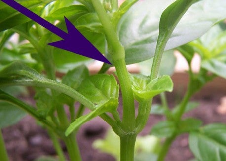 where to pinch basil None