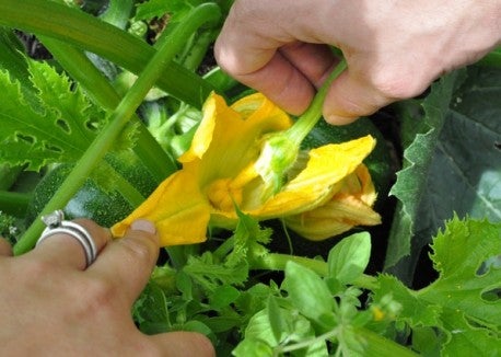 How to Hand Pollinate Squash - Vegetarian Times