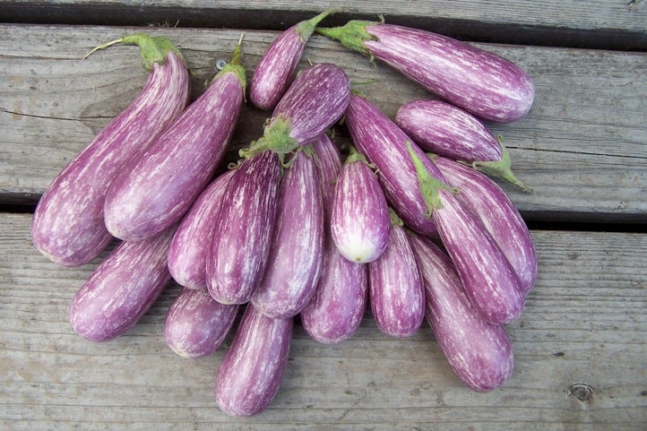 eggplant None