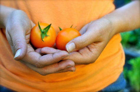 orange tomatoes None