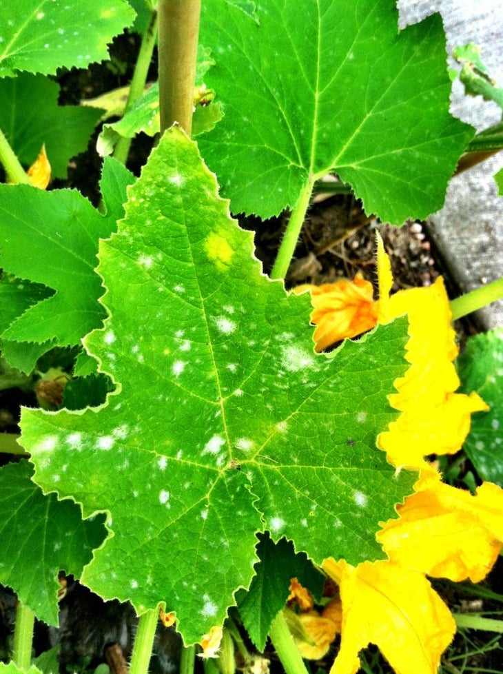 powderymildew None