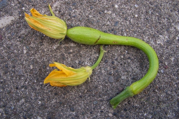 summer squash None