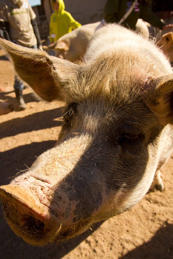 2 - Farm Sanctuary Pig None