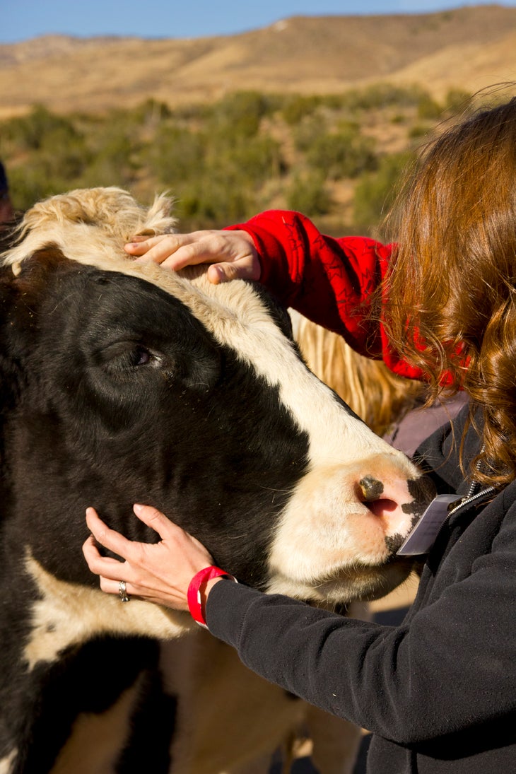 A Feast for the Turkeys, Not of Them - Vegetarian Times