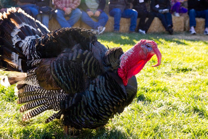 A Feast for the Turkeys, Not of Them - Vegetarian Times