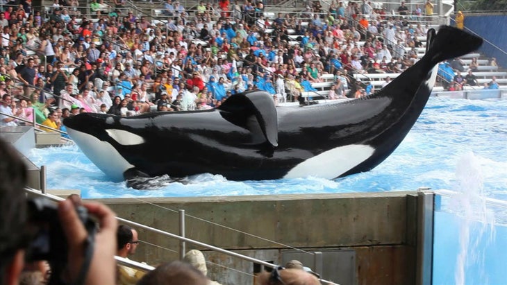 Blackfish None
