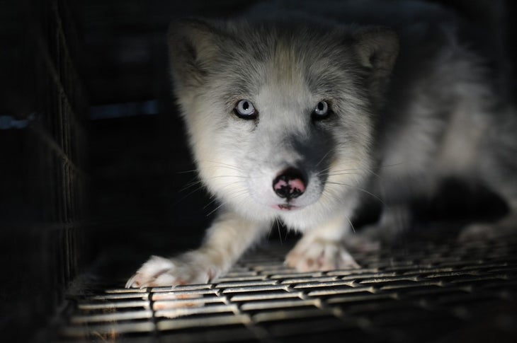 foxFurFarm None