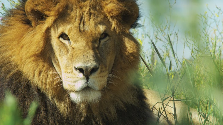 Lion Ark ColoColo free None