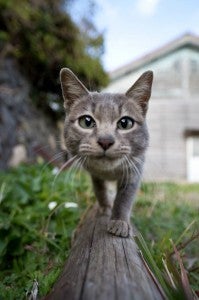 cat None