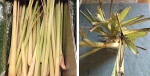 lemongrassvtblog None