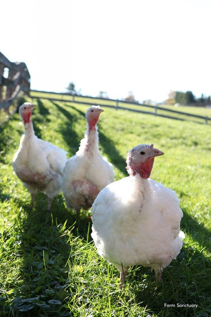 turkeys None