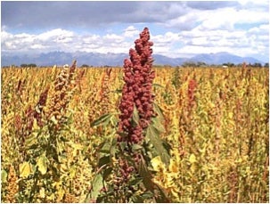 RedQuinoa None