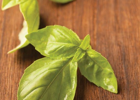 Basil Mint and Parsley None