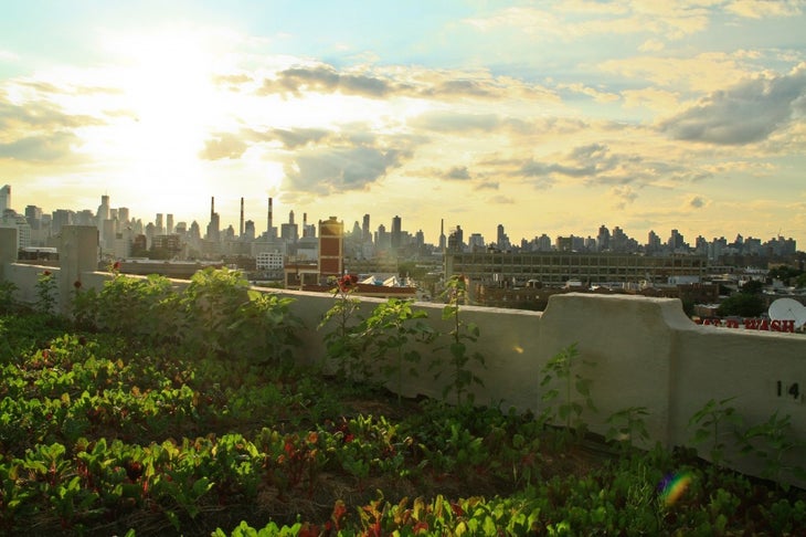 GrowingCities1 None