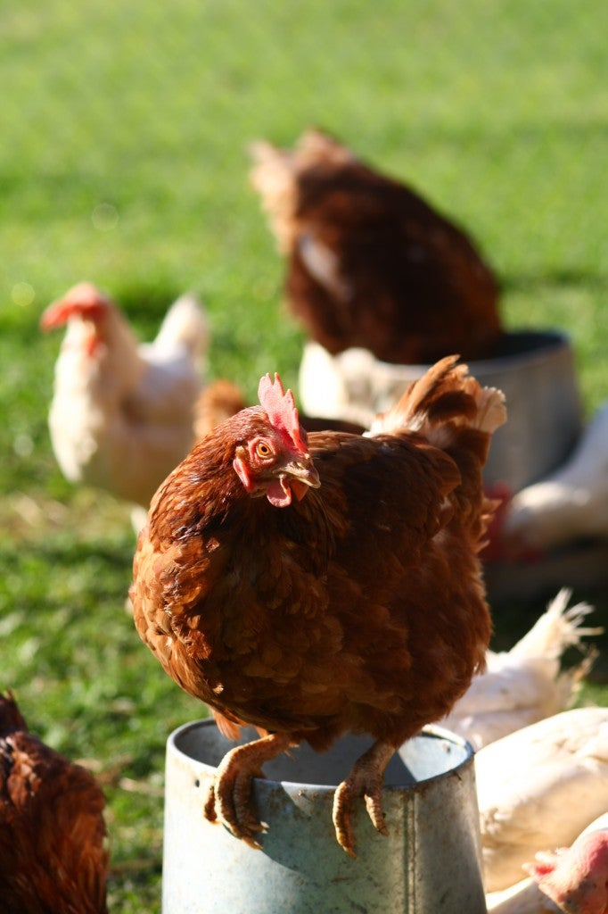 TurlockChickens None