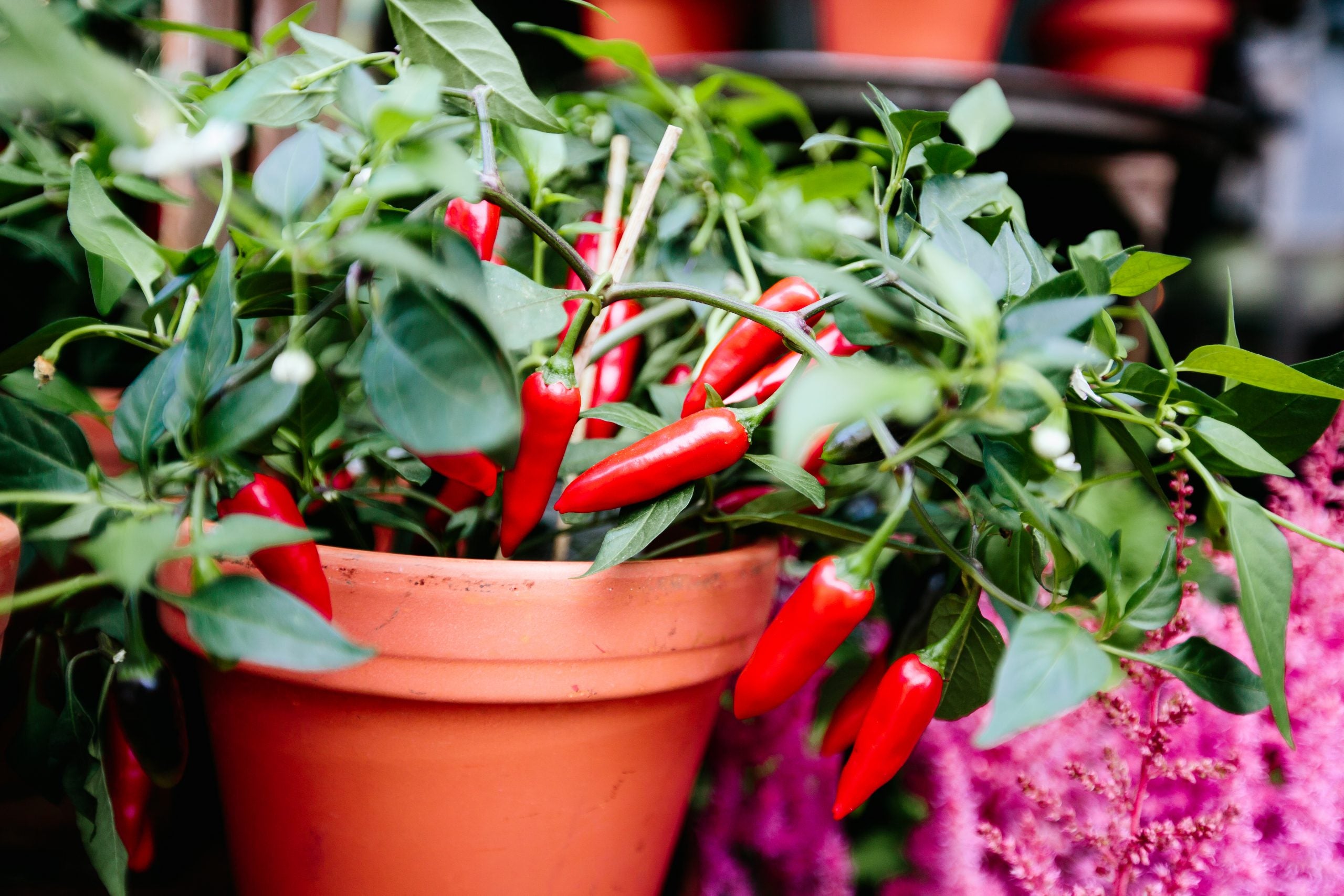 hot peppers growing in a vegetable container garden