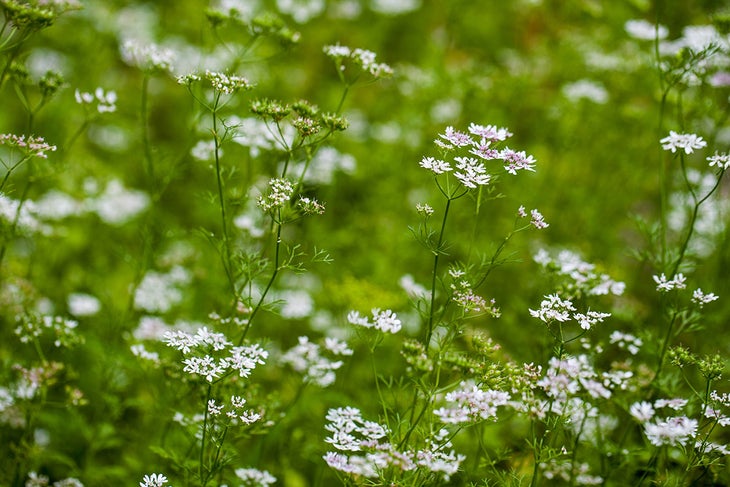edible-gardening-101-harvesting-coriander-seeds-1---corriander-plant None