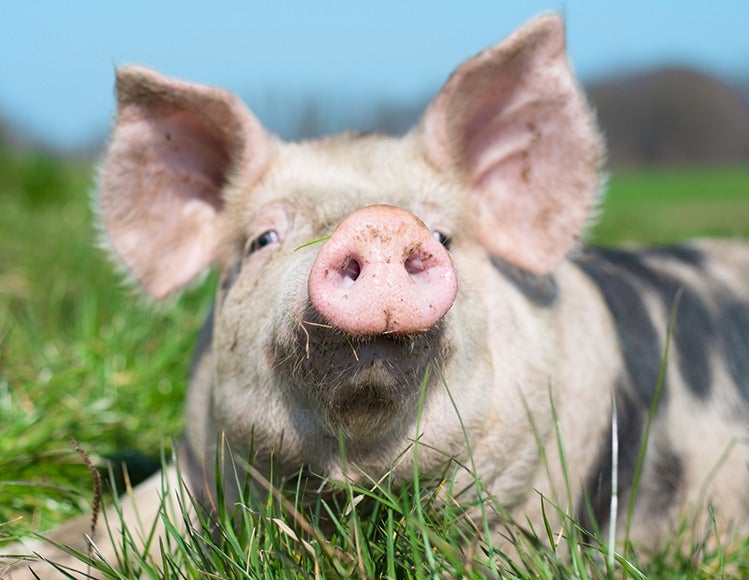 Animal Rights National Conference 2017