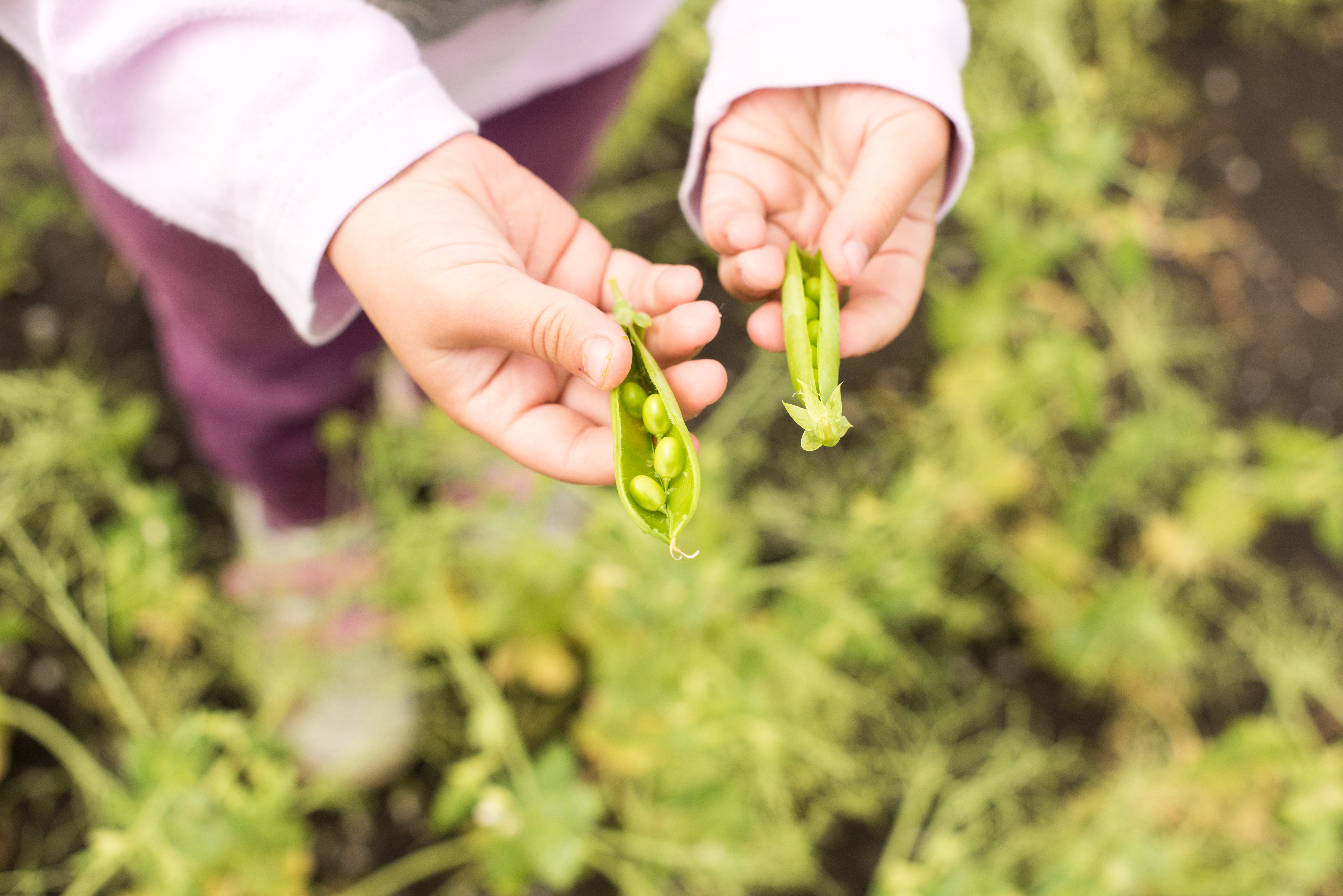 Green peas in hand. The pods are revealed