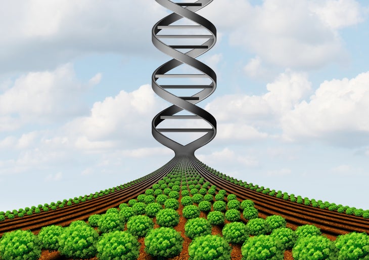 GMO_Grove None