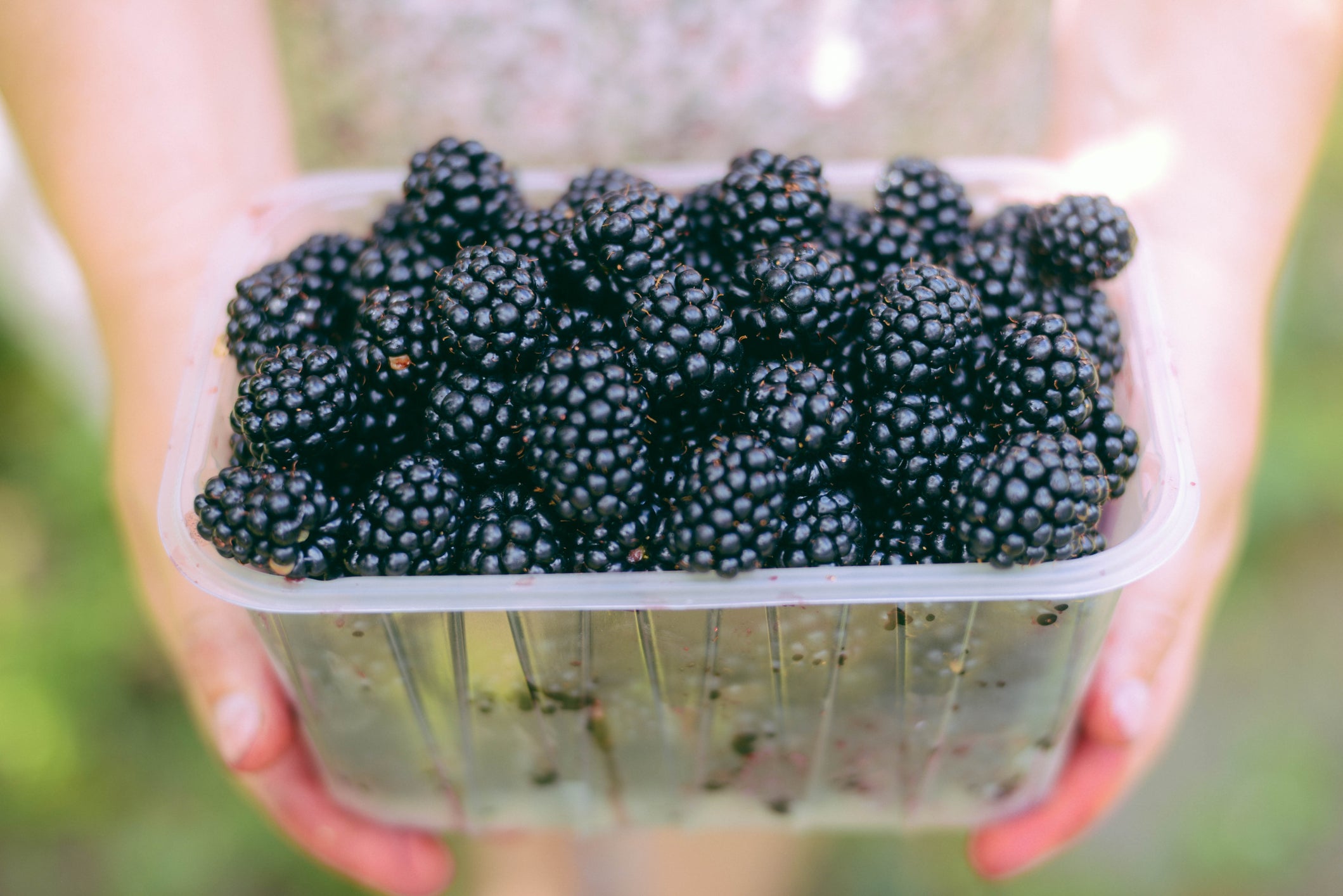 hands holding a basket of blackberries
