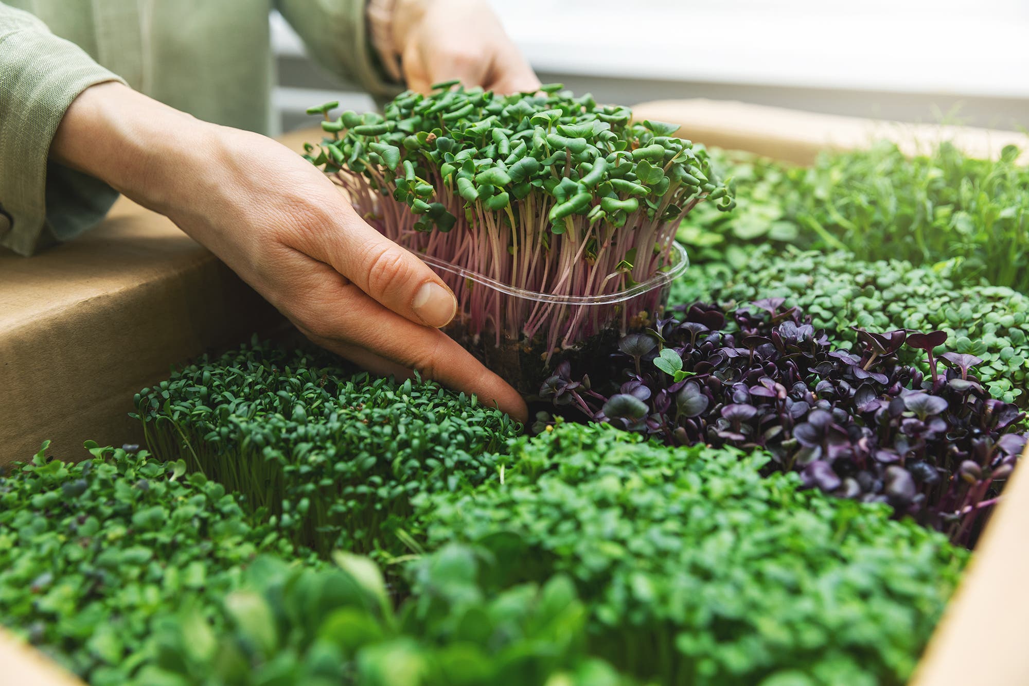 Micro Legumes Why it Might be Time to Downsize Your Vegetables