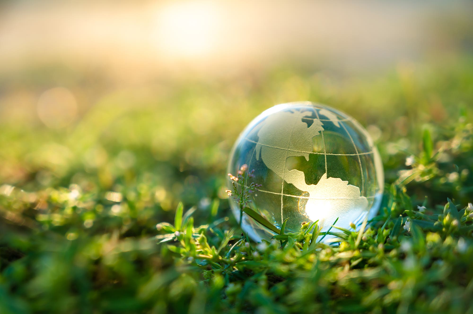 Easy But Impactful Ways to Help The Earth