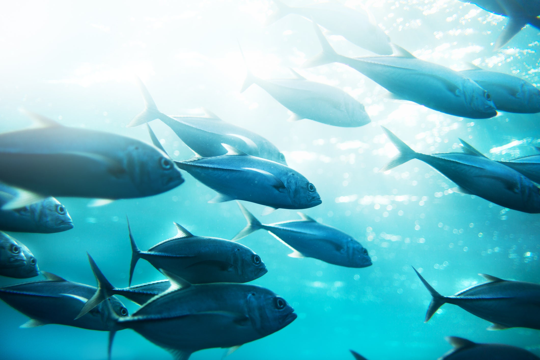 TUNO Fish Alternative Founded by Former Seafood Executive