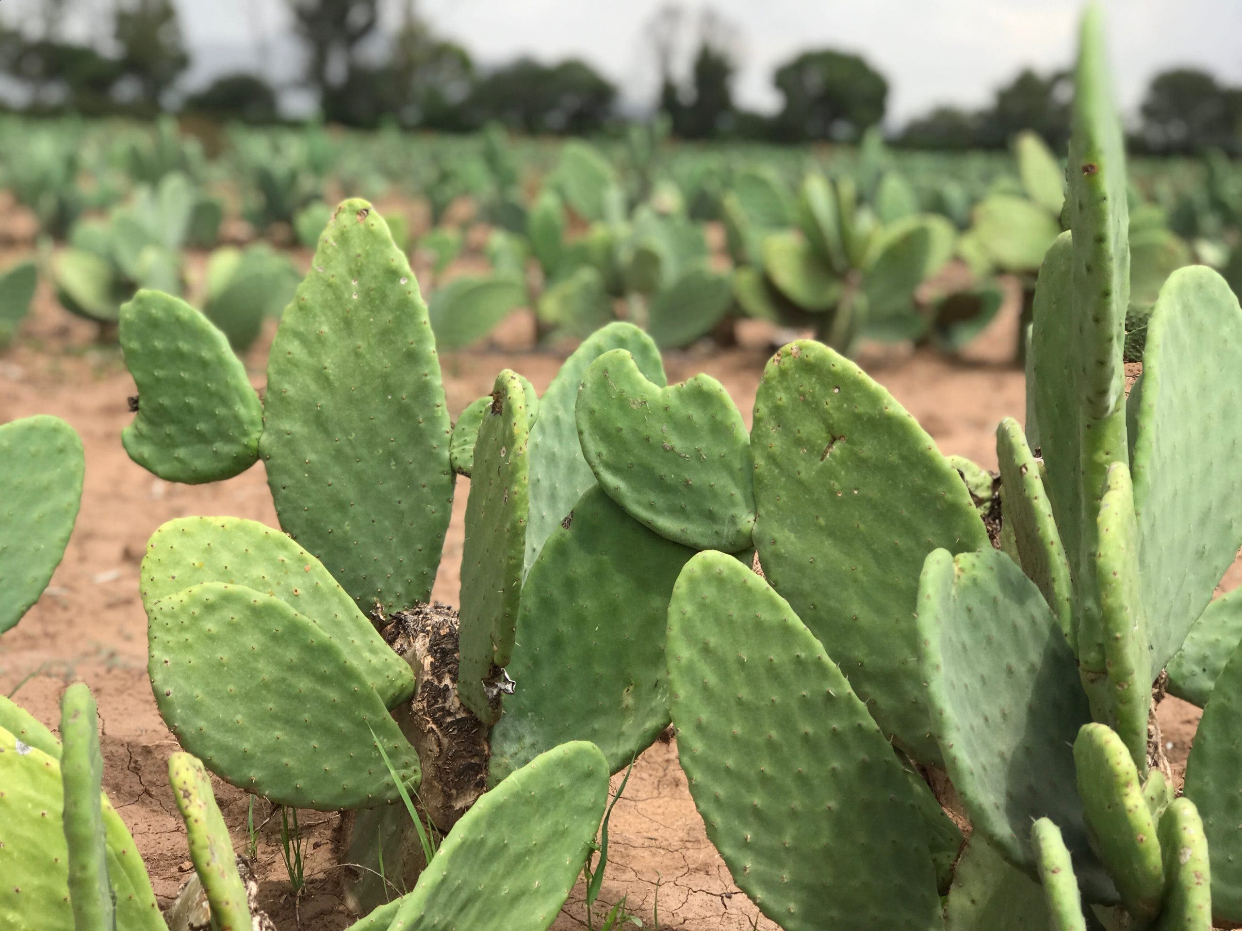 photo of nopal cacti to be made into cactus leather for vegan leather shoes
