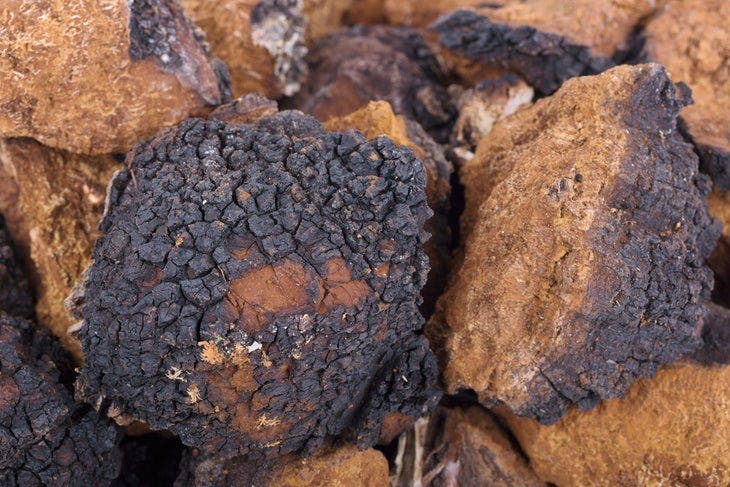 chaga medicinal mushrooms