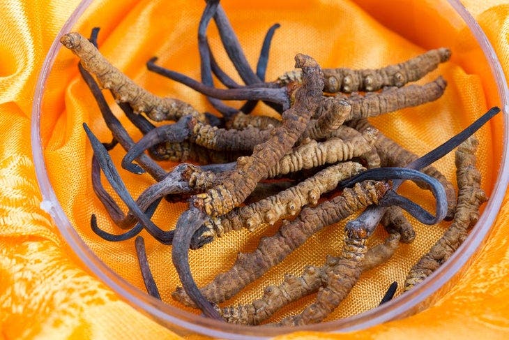 cordyceps
