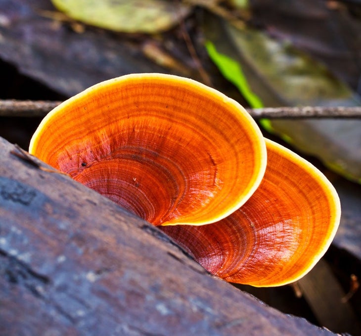 reishi medicinal mushroom
