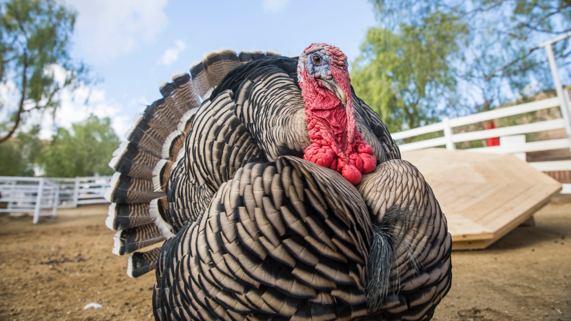 the gentle barn turkey guardian