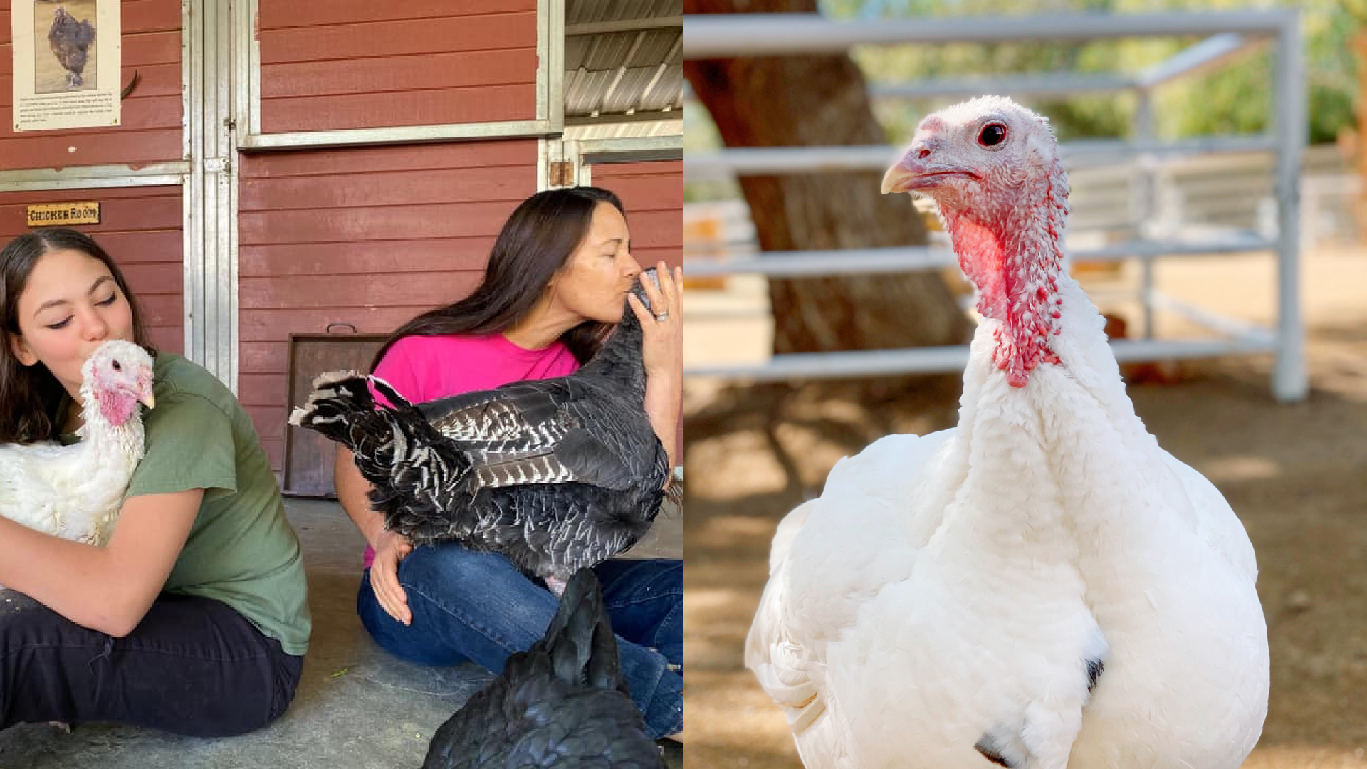 the gentle barn turkey guardian