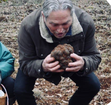 truffle nft