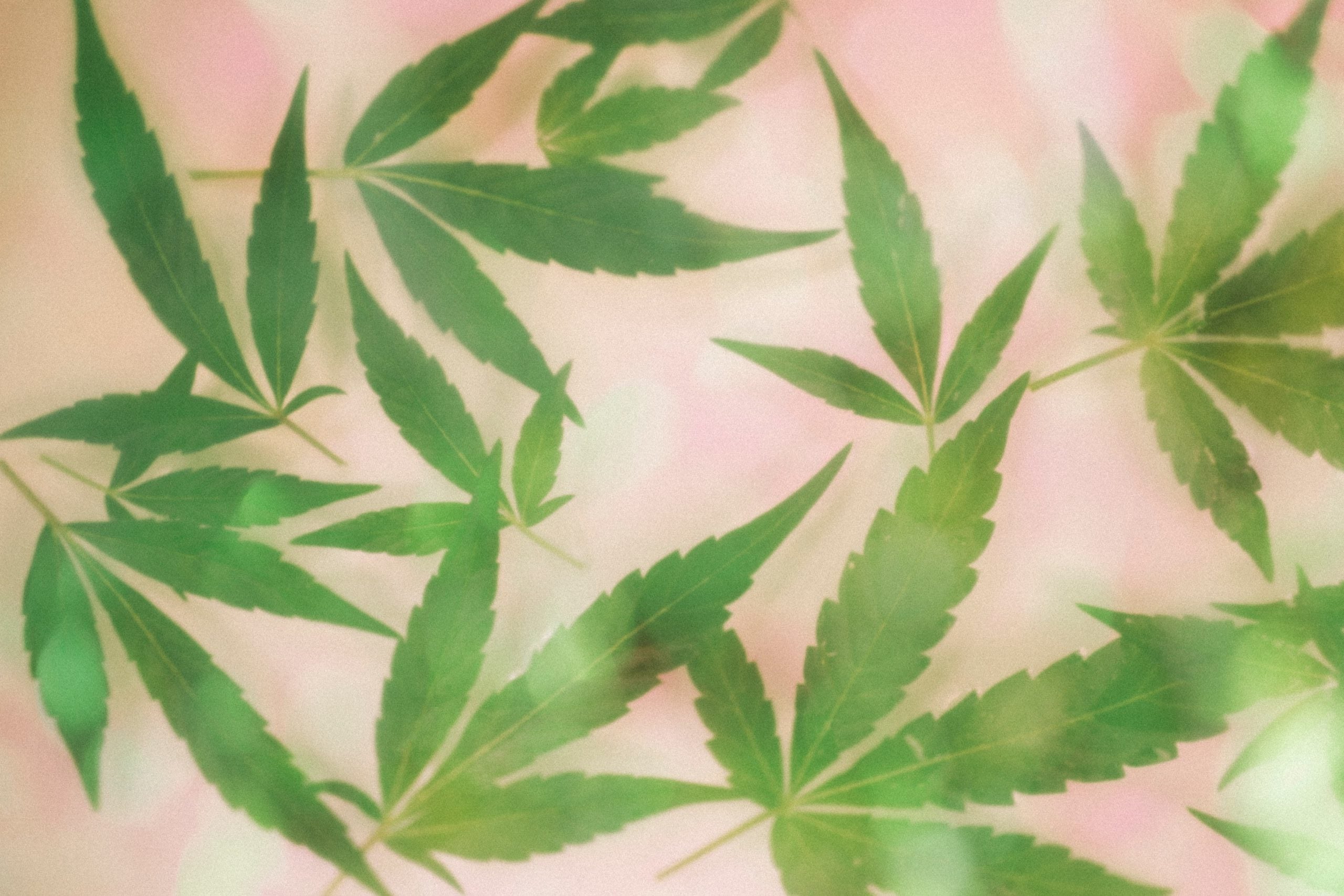 sustainable cannabis brands