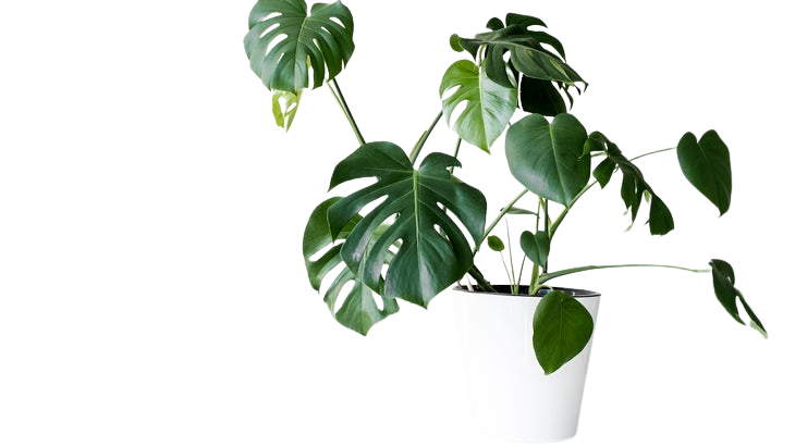 Houseplant care monstera