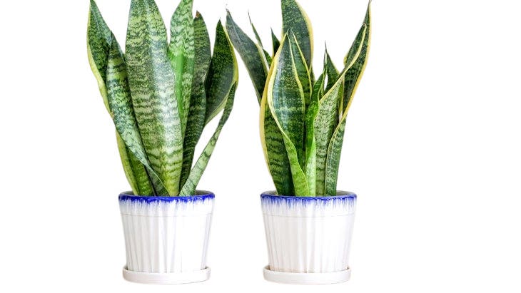 houseplant care for snake plants