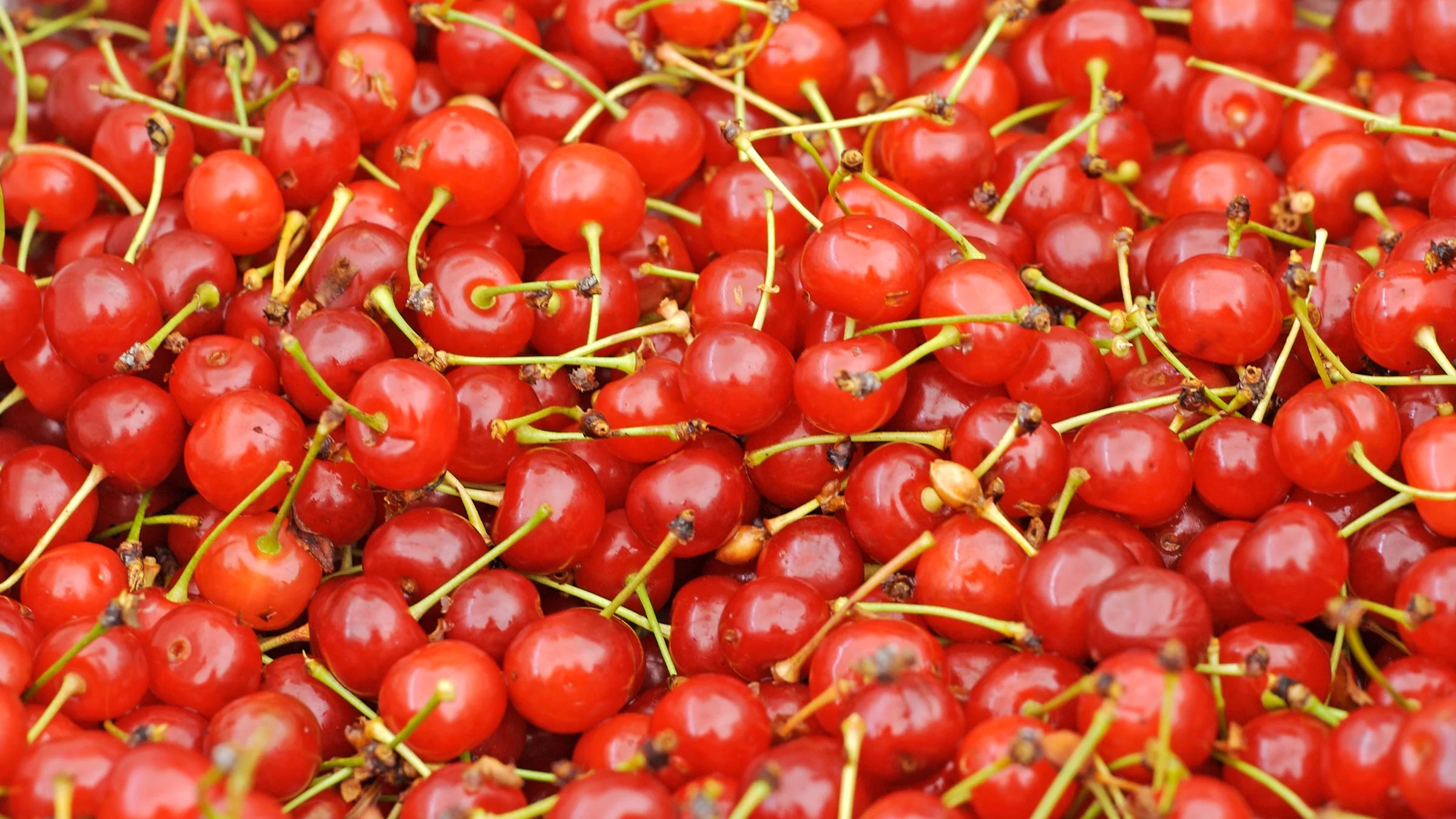 Montmorency cherries for making tart cherry juice