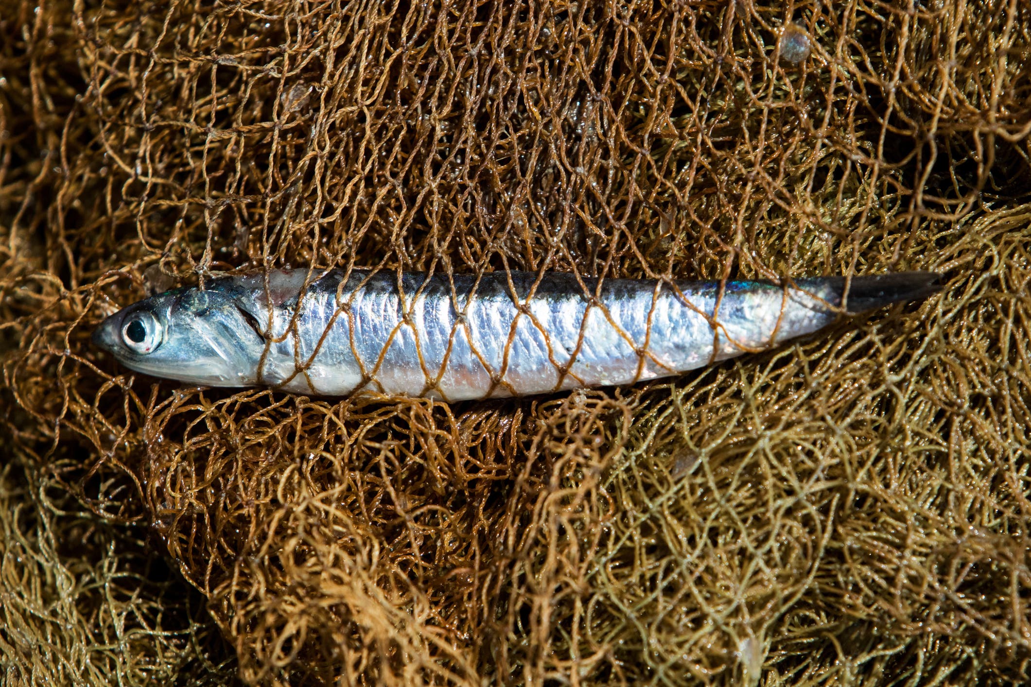A freshly caught anchovy sits in a net on a boat