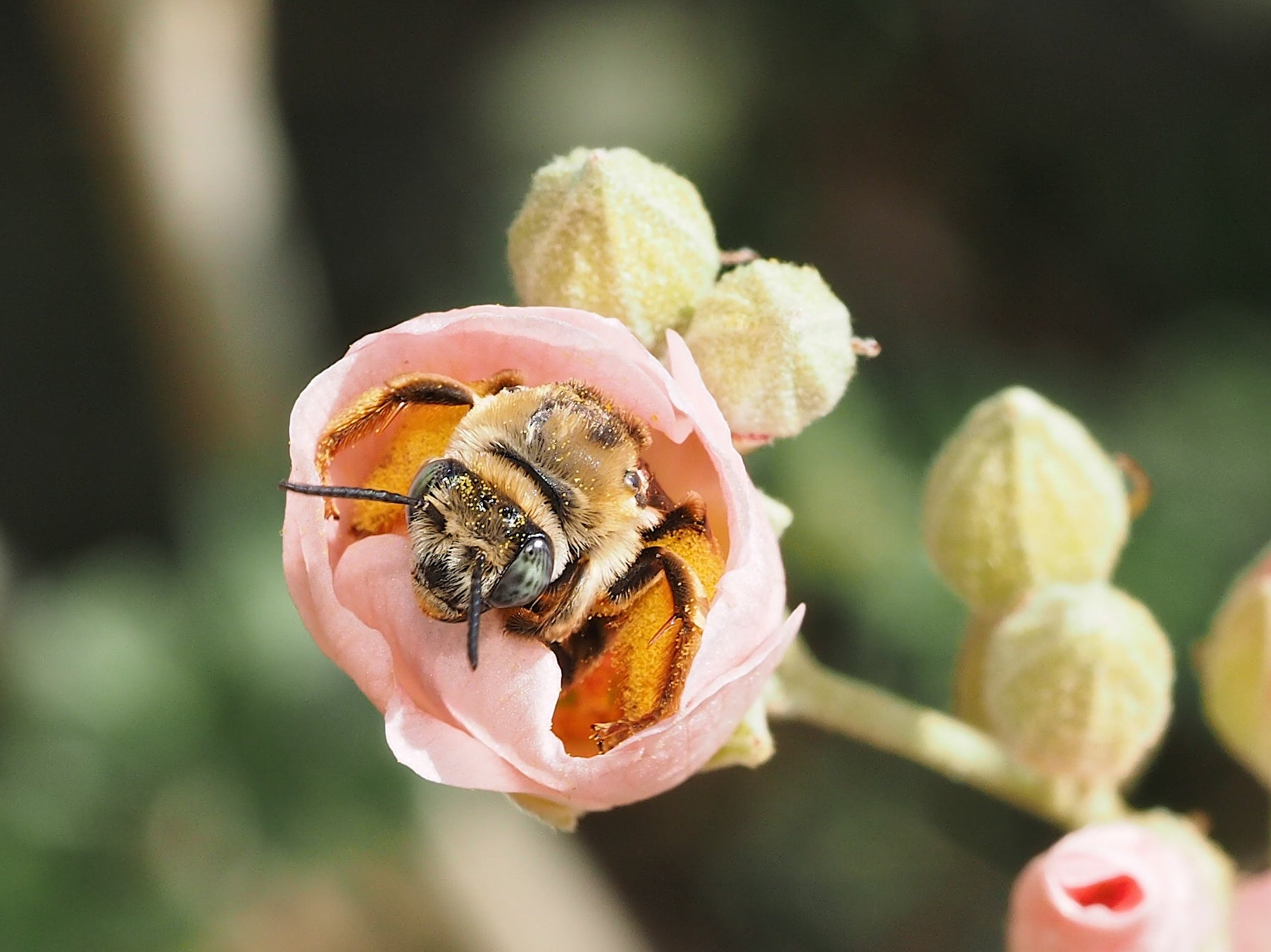 Native Bees Still Need Saving. You Can Help.